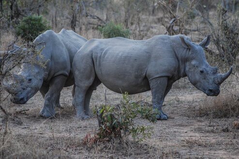 Volunteer with Big Cats in South Africa Thumbnail